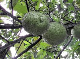 Image result for Treculia