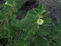 Image result for Pedalium