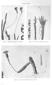 Image result for Lopholaena sp.no.1