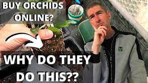 Mandevilla is a creeper or a vine and tends to climb very high, while dipladenia is a bushier variety. Why Your Dipladenia Mandevilla Is Dying Youtube