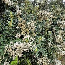 Image result for Tarchonanthus camphoratus