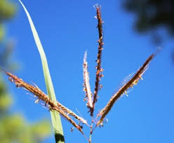 Image result for Dichanthium annulatum