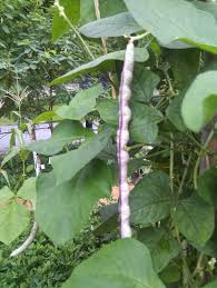 Image result for Vigna schimperi