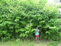 Maybe you would like to learn more about one of these? De Japanse Duizendknoop Neemt Het Land Over 247green Nl