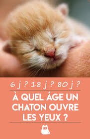 A Quel Age Un Chaton Ouvre Les Yeux Tout Savoir Chaton Chatons Droles Comportement Chat