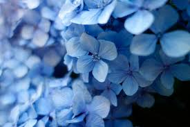 C'è un numero enorme di grandi blucolori. 9 Nomi Di Fiori Azzurri Bellissimi Per Primavera Ed Estate