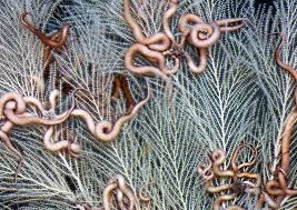 Maybe you would like to learn more about one of these? You Feed Me I Feed You Symbiosis Dive Discover