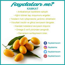 Kamkat Kamkatinfaydalari Kamkatinfaydalarine Faydalari Faydalari Faydalarine Faydalarine Saglikli Yiyecekler Beslenme Saglikli Gidalar