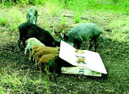 Wait a few days to a week (depending on how warm the weather is). Toxic Bait Tested In War On Wild Hogs