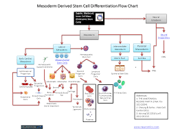 Neuromics Stem Cell Differentiation Flow Charts