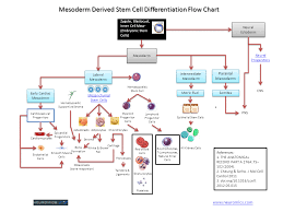 neuromics stem cell differentiation flow charts