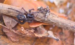Environmentalist matt shardlow of the conservation group buglife told the star, the false widow has long been prevalent across much of the southwest because of the milder. Have You Got False Widow Spiders In Your House How To Spot Them How To Treat Spider Bite Nature News Express Co Uk