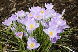 We did not find results for: Crocus A Common Winter And Early Spring Flowering Bulb Plant Found In Many Gardens And Woodlands Stock Photo Picture And Royalty Free Image Image 37030675