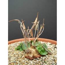 Image result for Dorstenia barnimiana