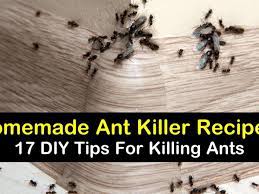 17 Diy Ant Killer Recipes For Indoors & Out