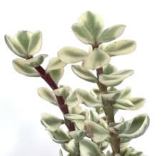 Image result for Odontosoria afra