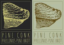 Image result for Phellinus pini