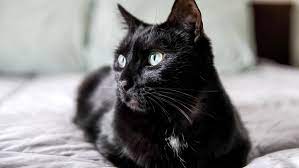 How To Determine Your Cat S Age