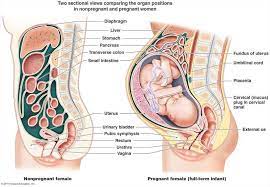 A multiple pregnancy involves more than one offspring, such as with twins. Diastasis Recti Repair Your Post Baby Tummy Female Reproductive System Reproductive System Body Diagram