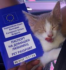 An eu pet passport ensures that your pet meets all the requirements for travel across eu borders. European Commission On Twitter Don T Leave Your Pets At Home When Travelling Get The European Pet Passport And Let Them Travel With You All You Need To Know Https T Co Wtj6yr3uby Euandme Https T Co 8fet5pnvba
