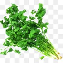 cilantro png cilantro plant cilantro herb cilantro lime cilantro love cilantro food cilantro art cilantro font cilantro illustration cilantro coloring page cilantro silhouette cilantro logos cilantro vector cilantro drawing cilantro cartoon cilantro png cilantro plant cilantro
