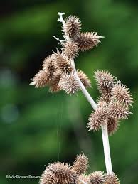 Image result for Struchium