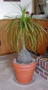 This plant is ideal for people with very little time or who travel regularly. Ponytail Palm Beaucarnea Recurvata Wisconsin Horticulture