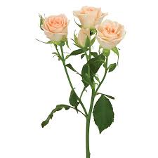 Roses Spray Peach Sweet Sarah