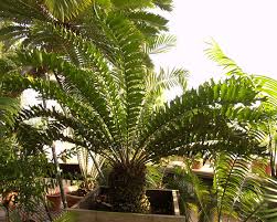 Image result for Cycadaceae