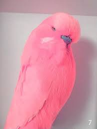 Exotic Birds You Can Have As Pets Pink Budgie Pink Budgie No Dye Or Minerals Budgies Bird Pet Birds Budgies