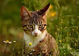 Understanding your cat doesn't have to be hard. What Is Your Cat Saying To You Cat Body Language Communication The Old Farmer S Almanac