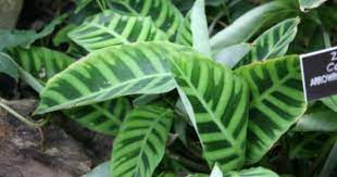 Calathea Zebra Plants How To Take Care Of A Calathea Zebra Houseplant Zebra Plant Calathea Plant Plants