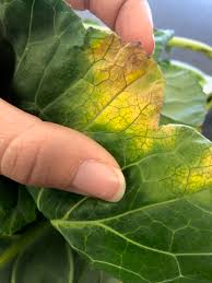 While many pests and diseases are widely distributed, some are most problematic only in certain areas. Cabbage Broccoli Other Cole Crop Diseases Home Garden Information Center