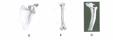 Koleksi soalan kbat biologi spm + jawapan: Kcse Past Papers 2018 Biology Paper 3 Knec Kcse Online