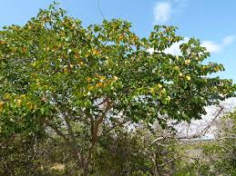 Image result for Hymenaea