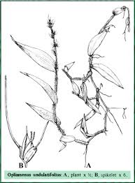 Image result for Oplismenus undulatifolius