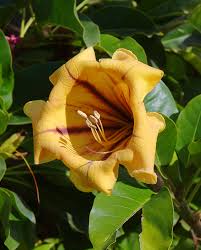 Image result for Solandra maxima