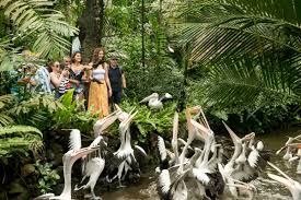 With millions visiting the magnificent jurong bird park every year, waiting lines can be hours long, and getting access to the main entrance could get. Bali Bird Park On Twitter Nature S Prime Favourites Were The Pelicans High Fed Long Lived Sociable And Free Join Pelican Feeding Activity In Balibirdpark Everyday At 10 00 And 13 15 Always Be Happy