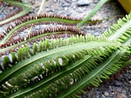 Image result for Lygodium