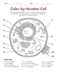 A simplified diagram of a human cell. Cell Coloring Worksheet