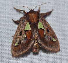 Image result for Euclea