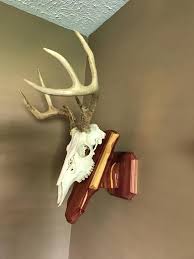 European Mount Plaque Deer Taxidermy Deadhead Mount Skull Mount Taxidermy Plaque Deer Huntin Deer Head Decor European Mount Deer Skull Mount