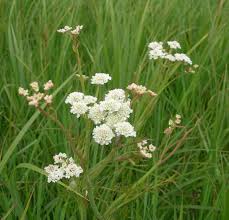 Image result for Oenanthe