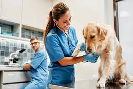 How Animal Hospitals Use Technology To Improve Outcomes