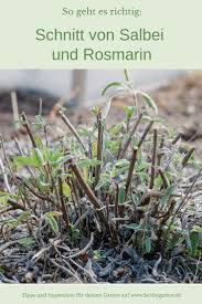 Salbei Und Rosmarin Krauter Richtig Schneiden Berlingarten In 2020 Gartenarten Salbei Rosmarin