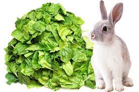 Can Rabbits Eat Spinach Let S Talk About Spinach For Rabbits