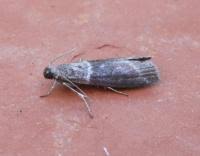 Image result for Cryptoblabes bistriga