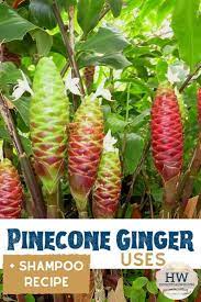 Pinecone Ginger Uses Shampoo Ginger Pine Cone Ginger Ginger Uses Ginger Plant Pine Cones