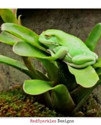Green Frog On Plant Poster Zazzle Com Wildlife Nature Green Frog Wildlife Photography