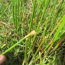 Image result for Eleocharis mutata